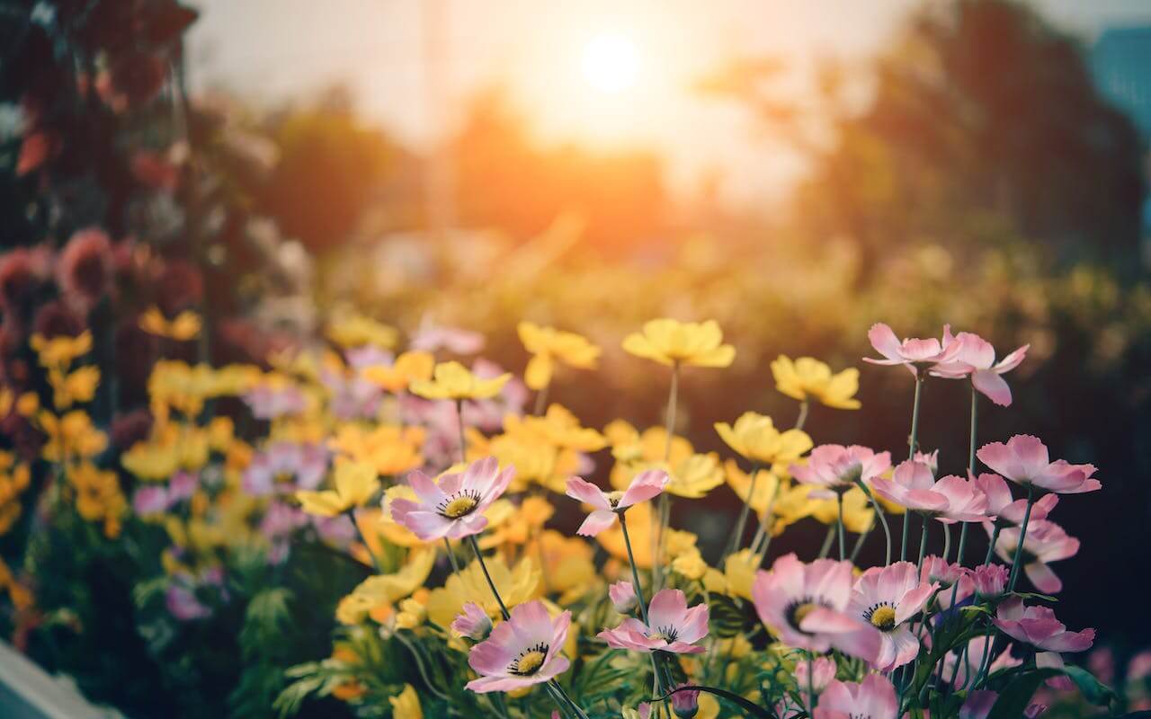 Od semínka k rozkvětu: Vytvořte si za domem kus květinového ráje